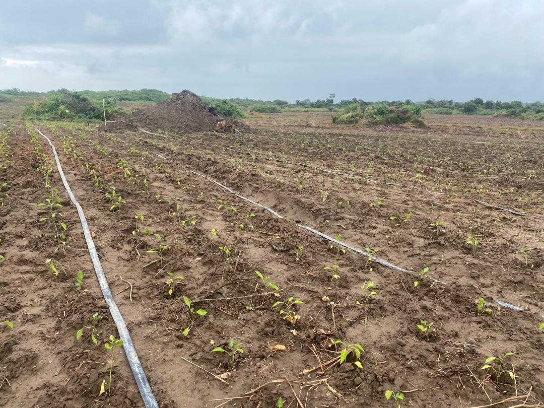 Drip Irrigation System