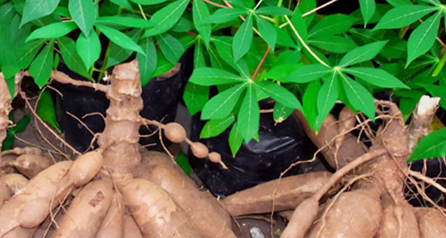 Expansion of Cassava and Maize Farms