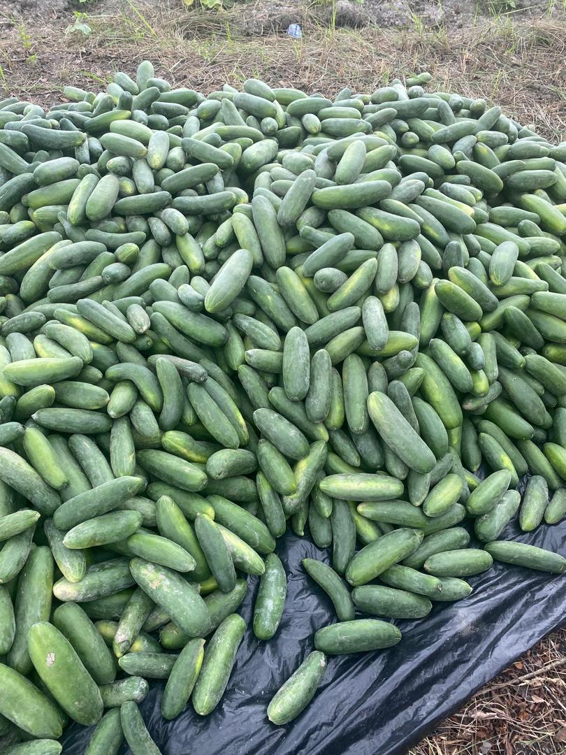 Organic-Fertilizer-Trial