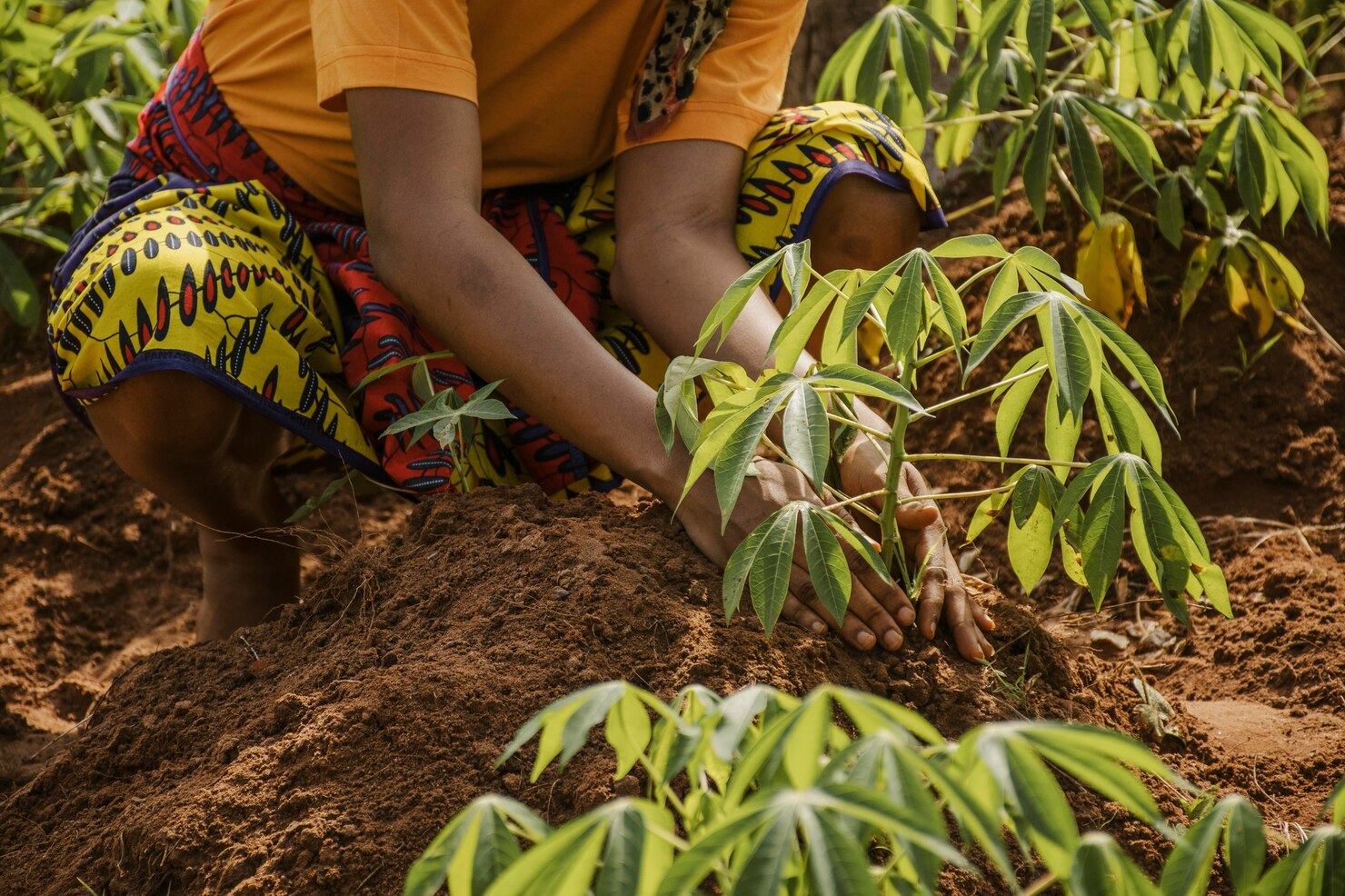 🧑‍🌾🌱Crop Farming