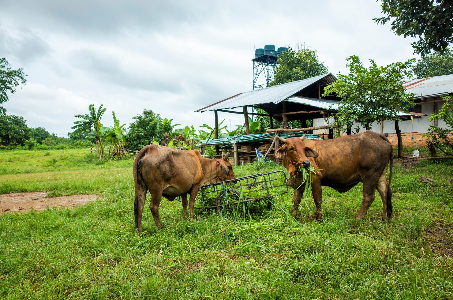 🐄 Livestock Farming