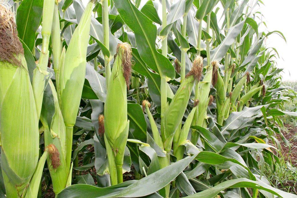 🌾Agricultural Trading